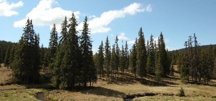 MHC-urile în zona Măguri-Răcătău ar distruge ecosisteme valoroase