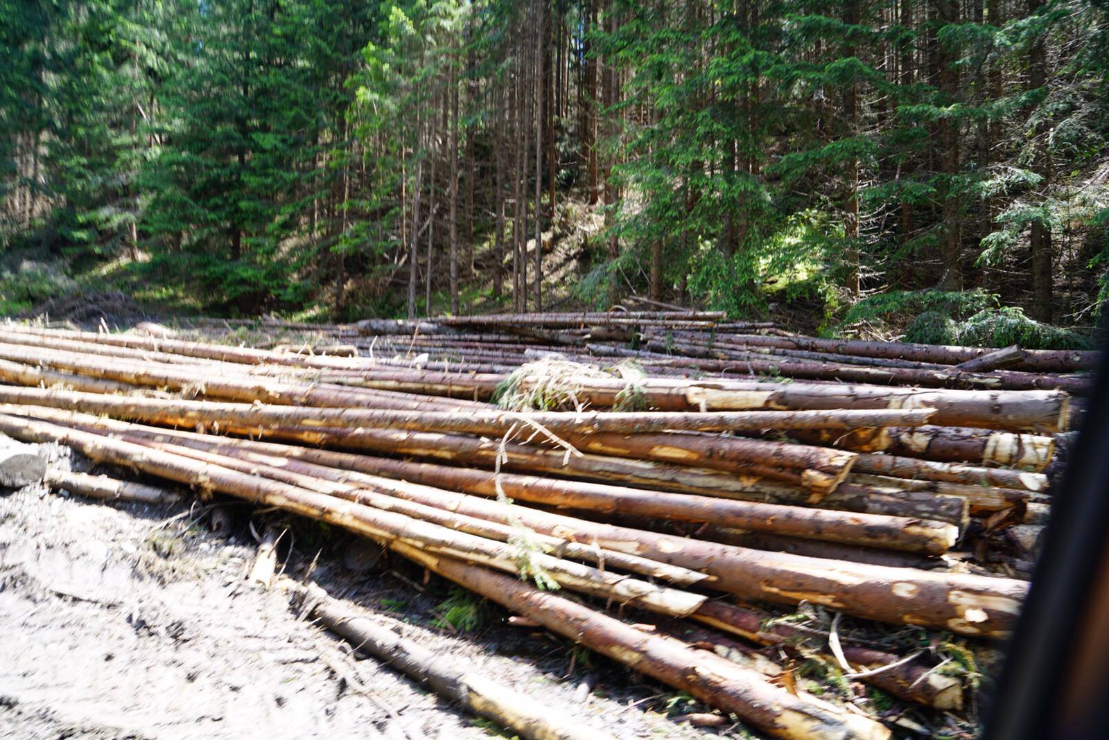 USR acuză Poliția și un ministru PSD de favorizare a tâlharilor care distrug pădurile României