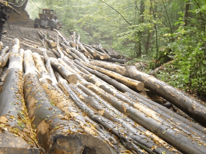 păduri defrișate Romsilva
